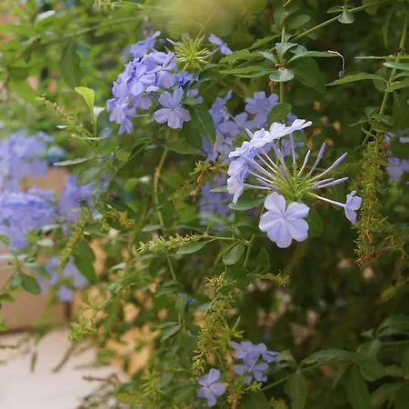 La Bohemia Hills Apartment Altea